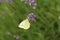 Buterfly cabbage butterfly on flower, macro. Pieris brassicae pollinating lavender in the garden