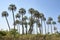 Butia yatay palm trees in El Palmar National Park, in Entre Rios, Argentina