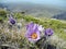Butiful pasque-flower violet flower blooming on the mountain slope in spring closeup. Bumblebee in flight closeup