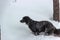 Butifull Black brown dog with wight belly walks in the winter forest