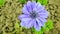 Butifull blue flower