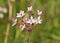 Butomus umbellatus flower, known as flowering rush or grass rush.