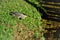 A Butorides striata bird eating fish by the lake