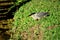 A Butorides striata bird hunting by the lake