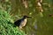 A Butorides striata bird on the lakeside of the city park