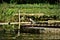 A Butorides striata bird standing at the lake`s water outlet