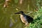 A Butorides striata bird walking by the lakeside of the city park