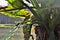 A Butorides striata perched on the branch of typhonodorum lindleyanum