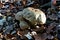 Butter bolete (lat. Butyriboletus appendiculatus), edible wild mushroom in a forest, fungus, mycology