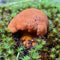 Butter bolete mushroom