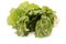 Butter or Boston Bibb Lettuce