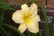 Butter cream yellow lilly growing beside brick wall of house