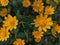 Butter daisies. Melampodium paludosum is a charming relative of the popular aster.