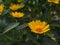 Butter daisies. Melampodium paludosum is a charming relative of the popular aster.