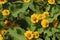 Butter Daisy flower plant on farm