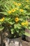 Butter Daisy flower plant on farm