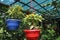 Butter Daisy flower plant on hanging pot