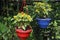 Butter Daisy flower plant on hanging pot