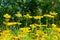 Butter Daisy flowers