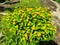 Butter daisy Melampodium Paludosum  blooming in rural street