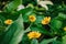 Butter Daisy or Melampodium Paludosum or Gold Medallion Flower or Star Daisy \\\'Showstar