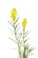 Butter and egg toadflax flowers (Linaria vulgaris)