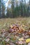 Butter mushrooms gathered by mushroomers lying on ground in autumn forest among leaves and grass. Suillus luteus or Slippery Jack