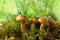 Butter mushrooms, Yellow boletus  lat. Suillus luteus  grow in the forest in autumn and summer in green moss and grass