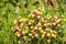 Butter `n `eggs Triphysaria eriantha wildflowers blooming on a meadow, California