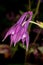 Buttercup. Aquilegia Biedermeier. Garden flower. A large purple Bud.