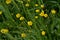 Buttercup caustic, common type of buttercups