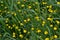 Buttercup caustic, common type of buttercups. Field, forest plant. Flower bed