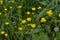 Buttercup caustic, common type of buttercups. Field, forest plant. Flower bed