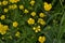 Buttercup caustic, common type of buttercups. Field, forest plant. Flower bed