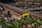 Buttercup on the edge of an old and rusty railroad track