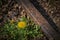 Buttercup on the edge of an old and rusty railroad track