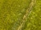 Buttercup flower meadow aerial