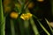 Buttercup flowers in full bloom, summertime wild garden flowers