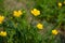 Buttercup flowers in Salzburg a the riverside, yellow flower