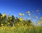 Buttercup flowers in summer meadow