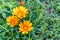 Buttercup flowers, yellow gold and typically tropical