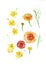 Buttercup flowers. Yellow-orange Buttercup flowers art watercolor. Wedding flowers buttercups on a white background. 