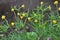 Buttercup kashubian Ranunculus cassubicus blooms in the wild