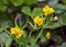 Buttercup kashubian Ranunculus cassubicus blooms in the wild