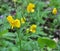 Buttercup kashubian Ranunculus cassubicus blooms in the wild