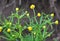 Buttercup kashubian Ranunculus cassubicus blooms in the wild