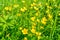 Buttercup meadow. Wild yellow meadow flowers, shallow depth of field
