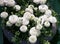 Buttercup plants with white blossoms on springtime