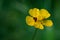 Buttercup Ranunculus - a genus of annual or perennial herbaceous plants of the family Ranunculaceae Ranunculaceae. Water or la