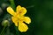 Buttercup Ranunculus - a genus of annual or perennial herbaceous plants of the family Ranunculaceae Ranunculaceae. Water or la